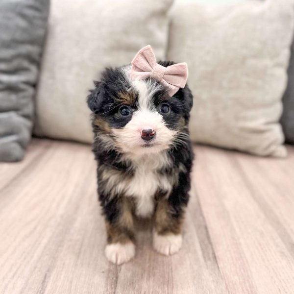 Mini Aussiedoodle