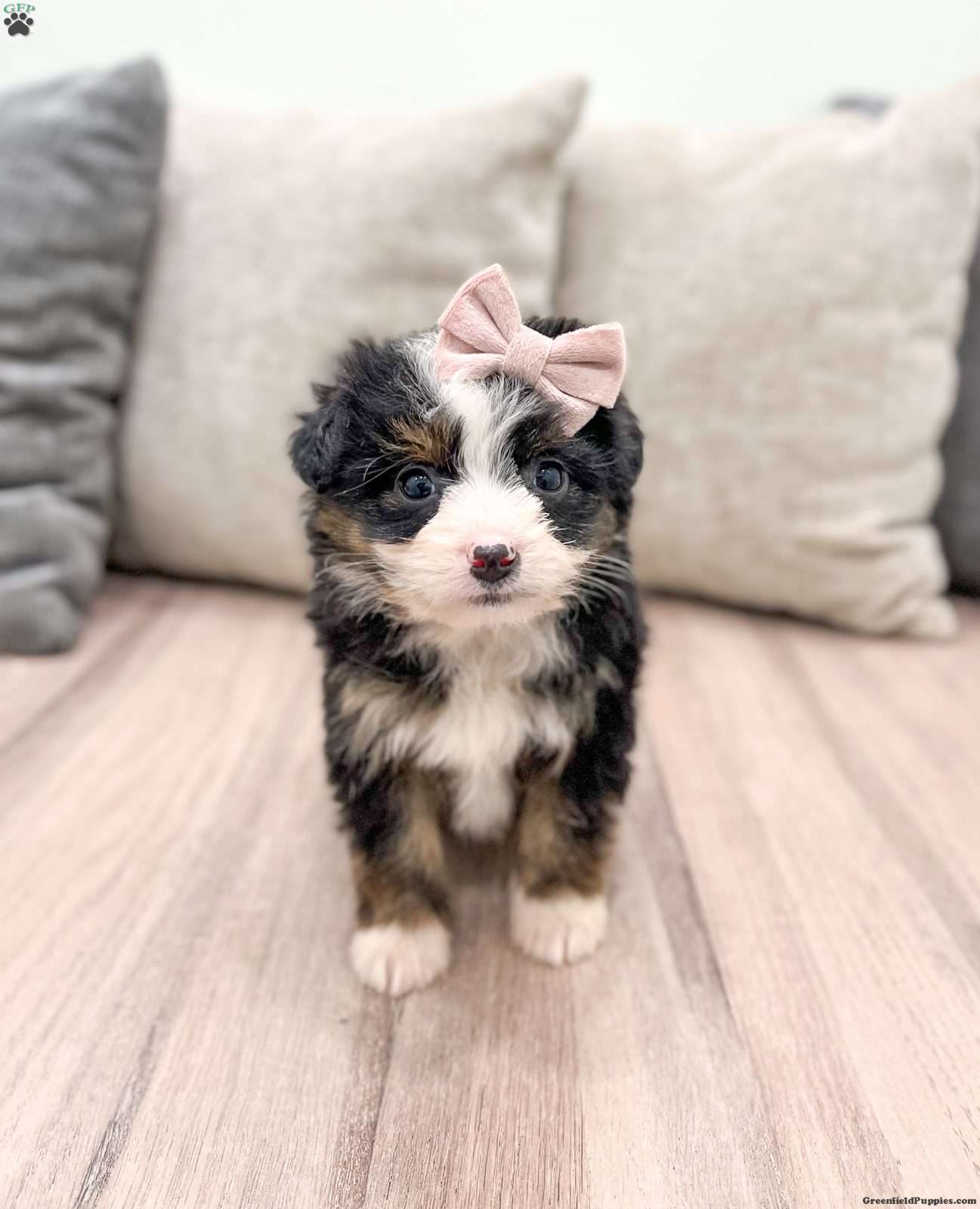 Miniature Aussiedoodle American Shepherd Poodle Mix Aussiedoodle