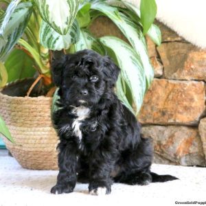 Australian Shepherd Mix-Miniature