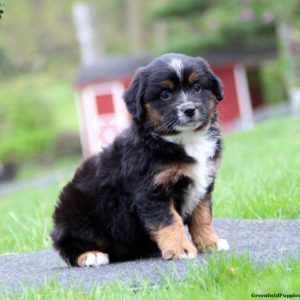 Australian Shepherd-Miniature