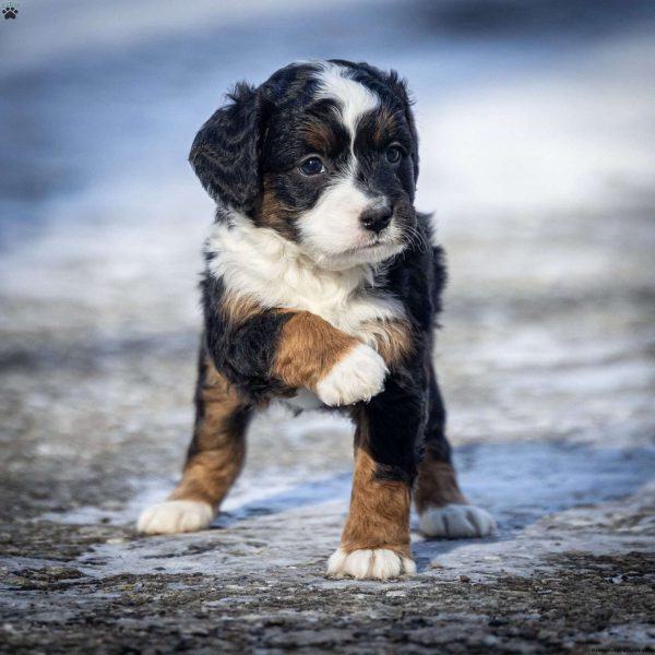 Mini Bernedoodle