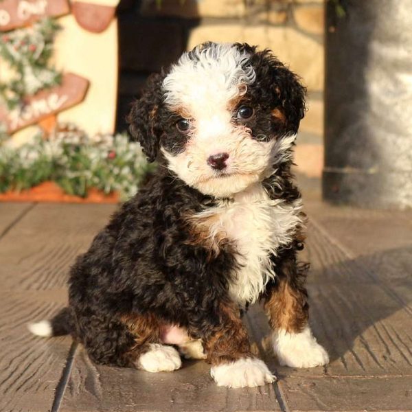 Mini Bernedoodle