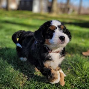 Bernedoodle-Miniature