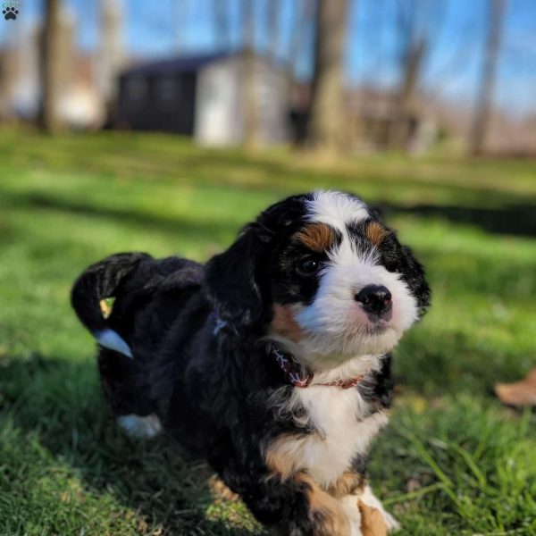 Mini Bernedoodle