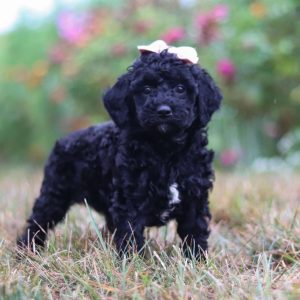 Goldendoodle-Miniature