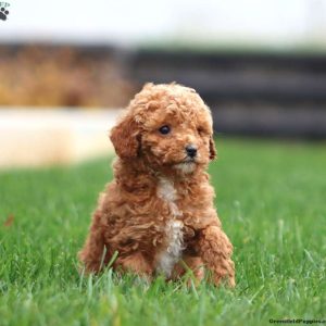 Current featured breed: Goldendoodle-Miniature