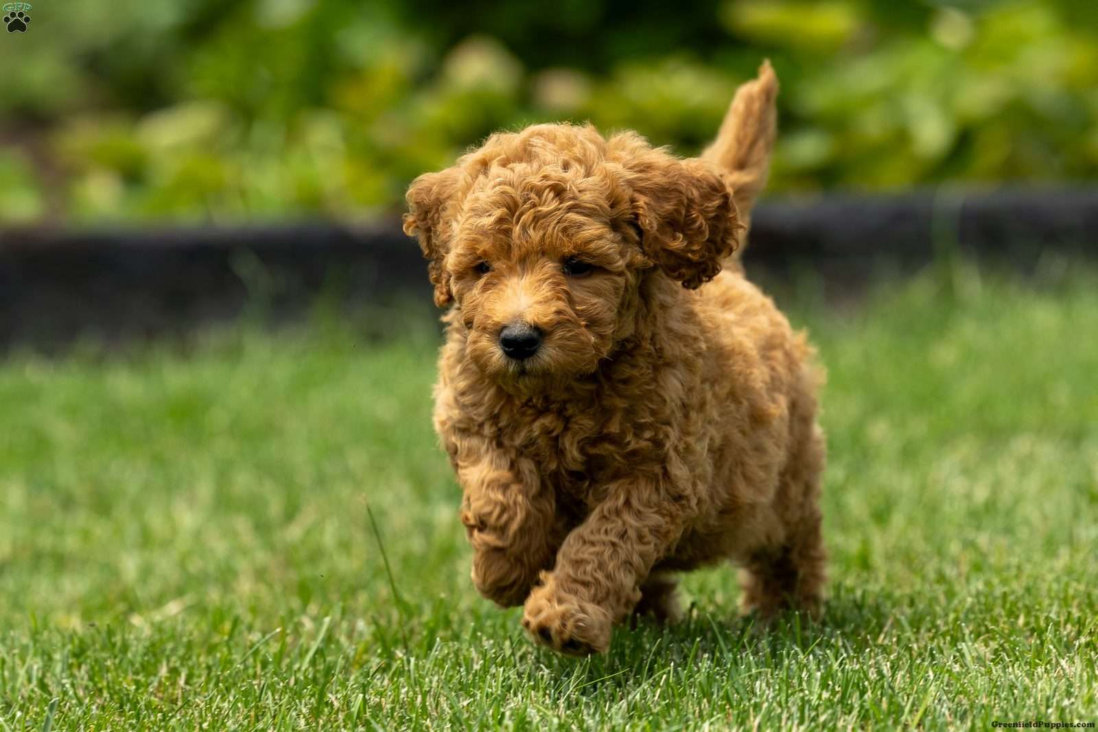 Mini Goldendoodle Puppies For Sale Greenfield Puppies Mini Goldendoodle Puppies For Sale Greenfield Puppies