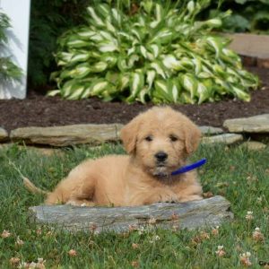 Labradoodle-Miniature