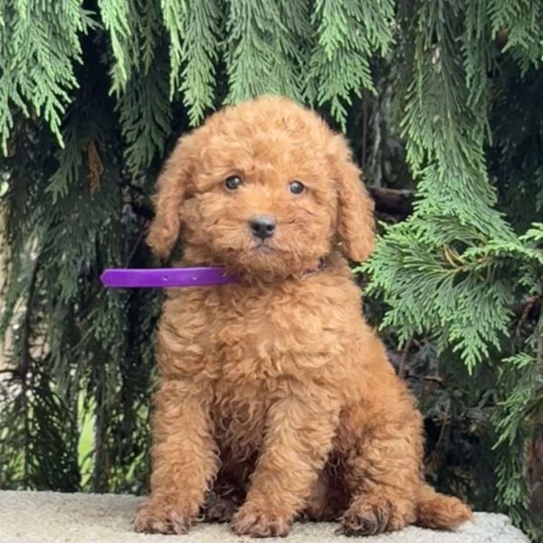 Mini Labradoodle