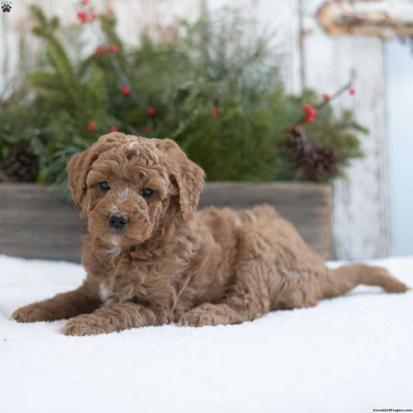 Mini Labradoodle