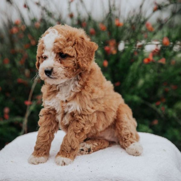 Miniature Poodle Mix