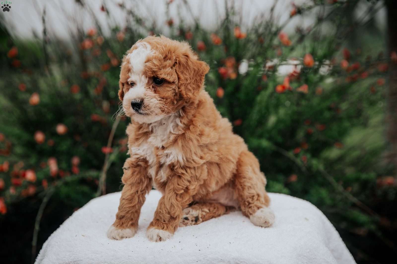 miniature poodle mix