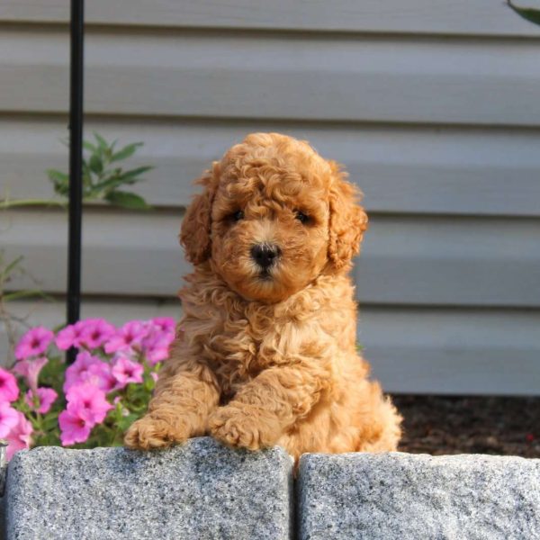 Blonde mini poodle best sale