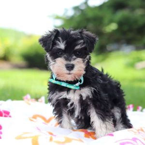 Schnauzer – Miniature