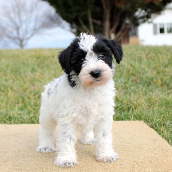 Mini Schnoodle