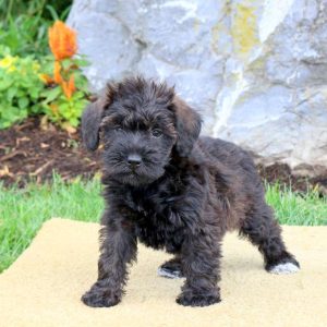 Schnoodle-Miniature