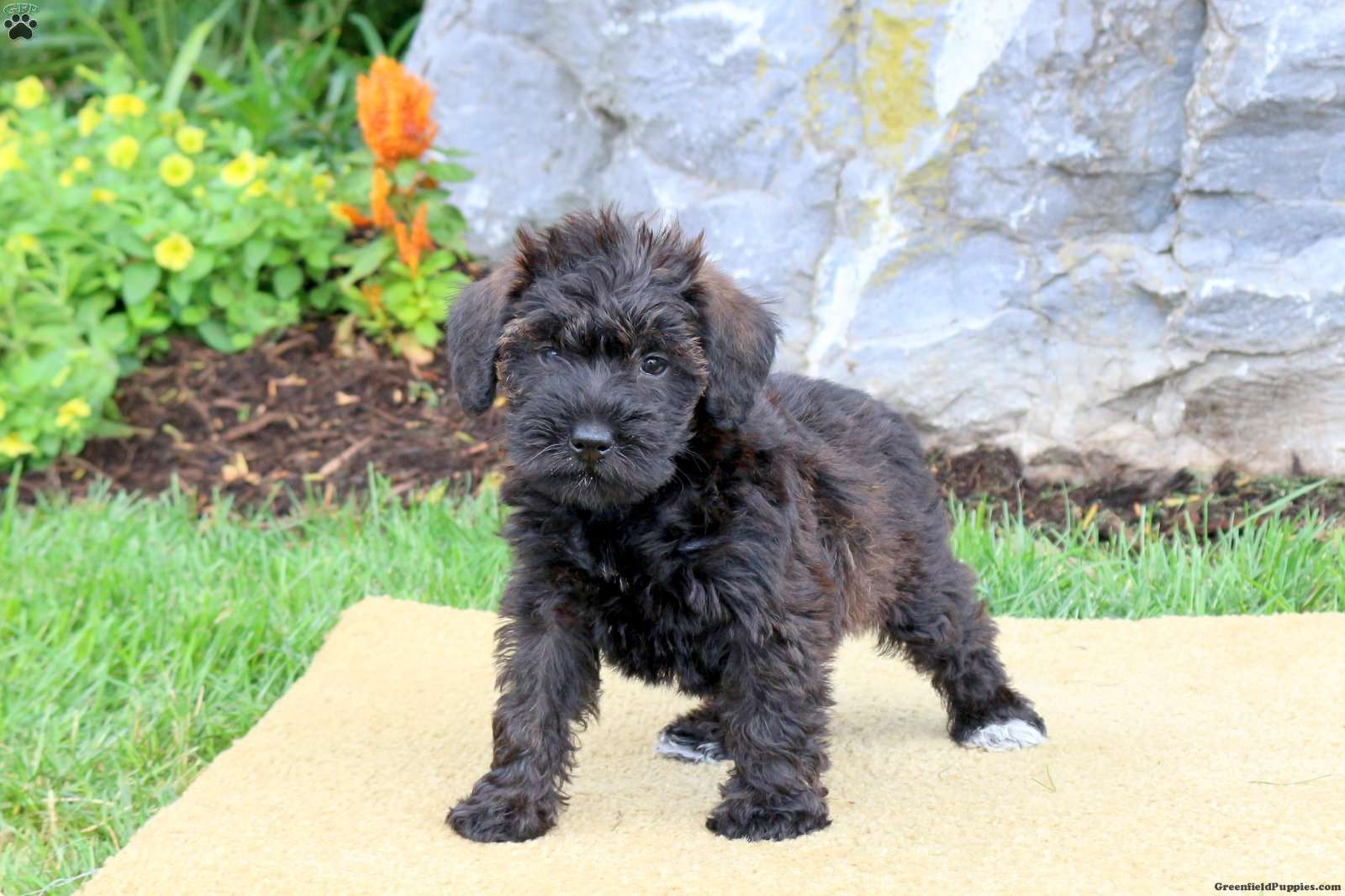 miniature schnauzer mixed with poodle