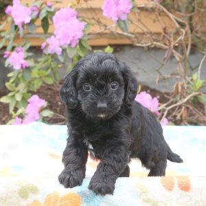 Whoodle – Miniature
