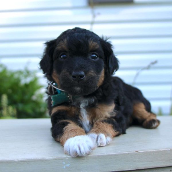 Mini Aussiedoodle