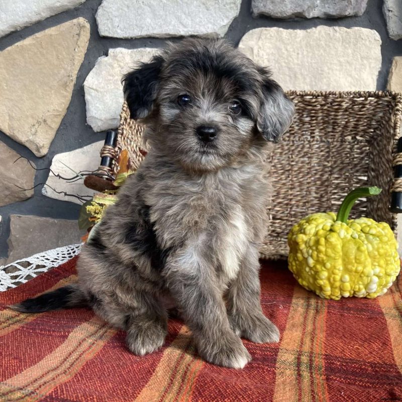 Mini Aussiedoodle Puppies For Sale Greenfield Puppies