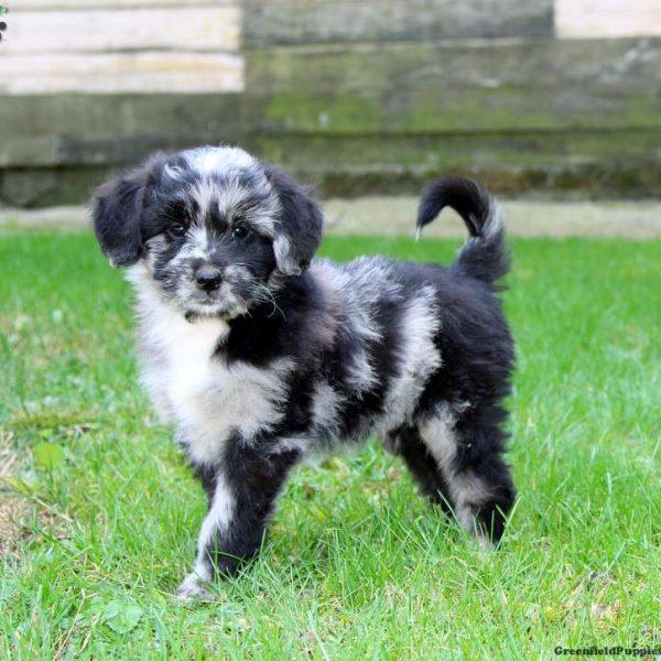 Miniature Australian Shepherd Mix