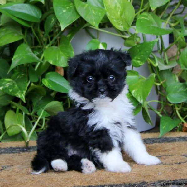Miniature Australian Shepherd Mix