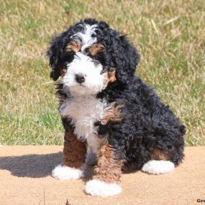 how much is a miniature bernedoodle