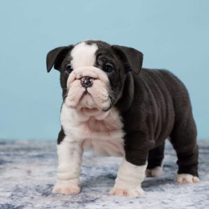 Miniature Bulldog