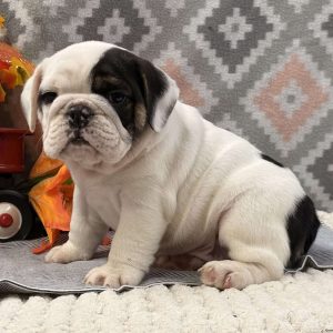 Miniature Bulldog