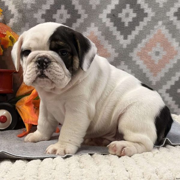 Miniature Bulldog