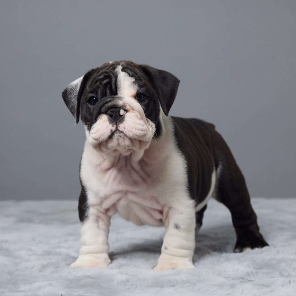 Miniature Bulldog