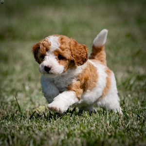 Current featured breed: Goldendoodle-Miniature