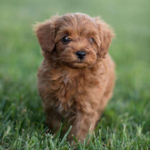 Current featured breed: Goldendoodle-Miniature