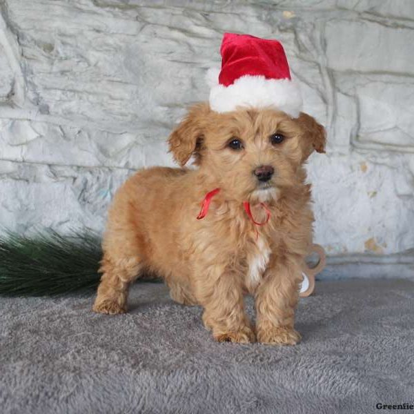 Mini Goldendoodle Puppies for Sale - Greenfield Puppies