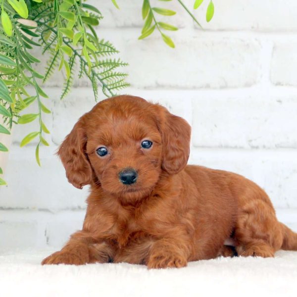 Mini Labradoodle Puppies For