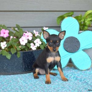 Miniature Pinscher