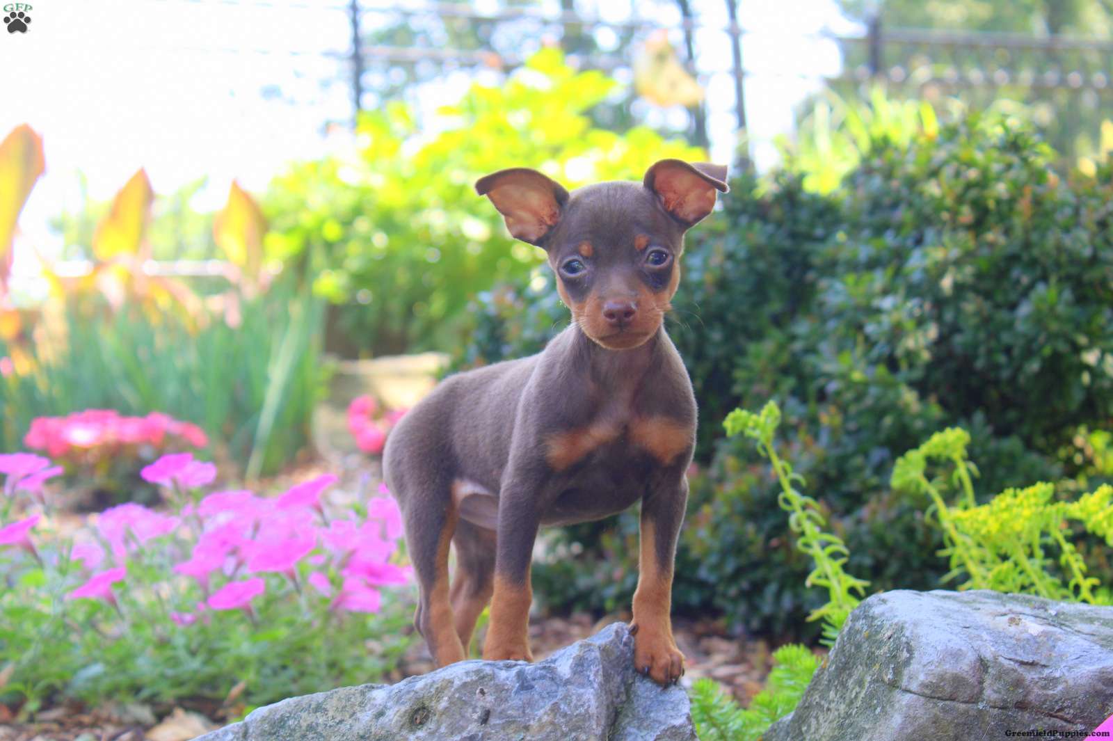 mini doberman price