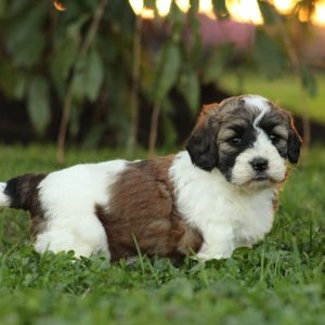 Miniature Poodle Mix