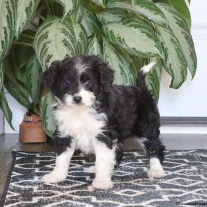 Miniature Poodle Mix
