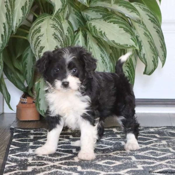 Miniature Poodle Mix