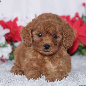 Current featured breed: Miniature Poodle