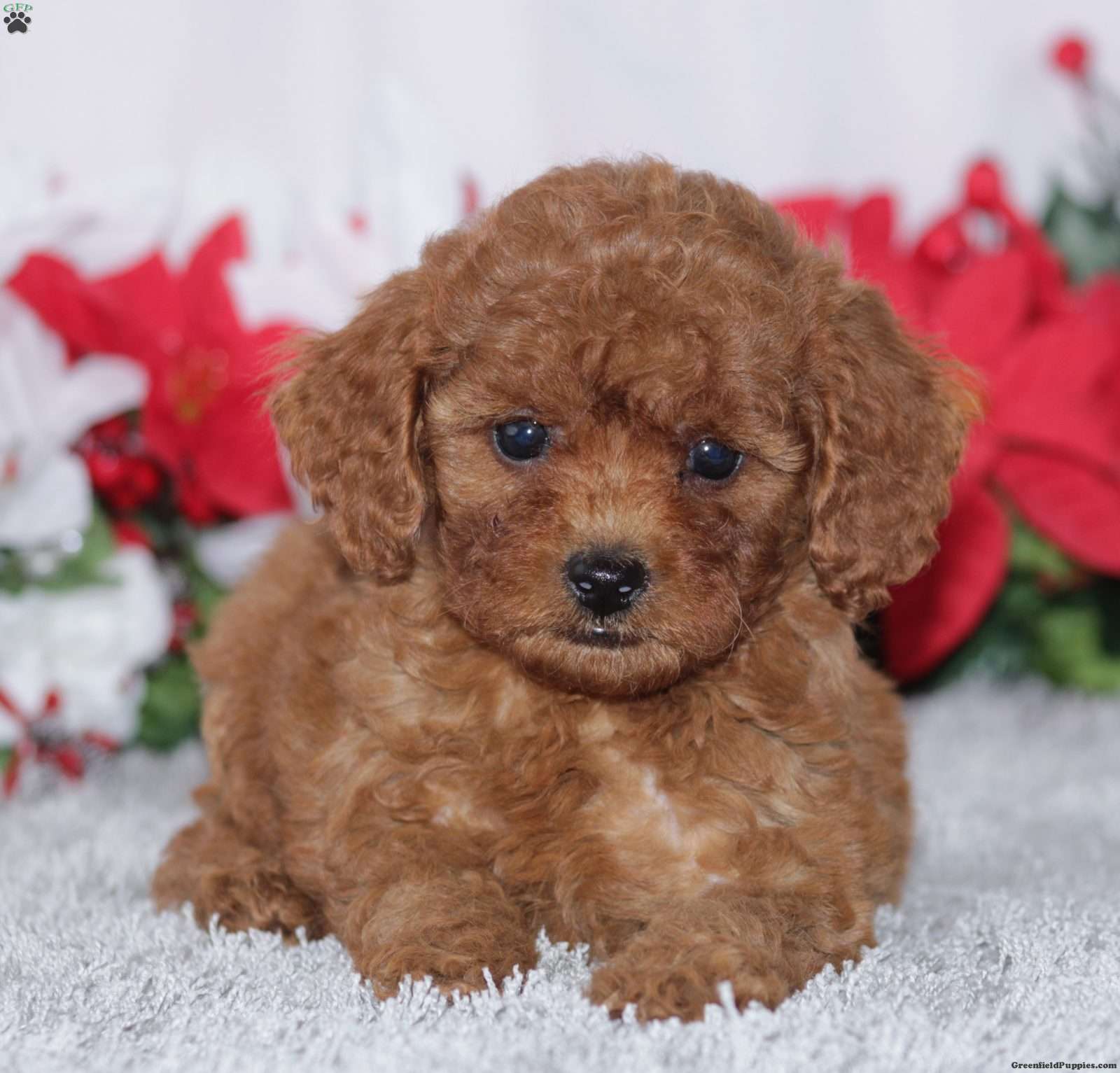 Miniature Poodle Puppies For