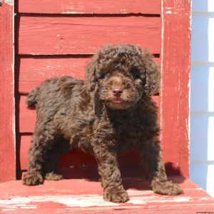 Miniature Poodle