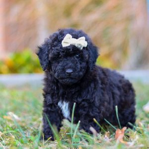 Miniature Poodle