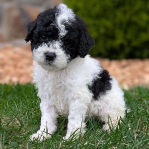 Miniature Poodle