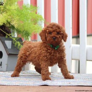 Miniature Poodle