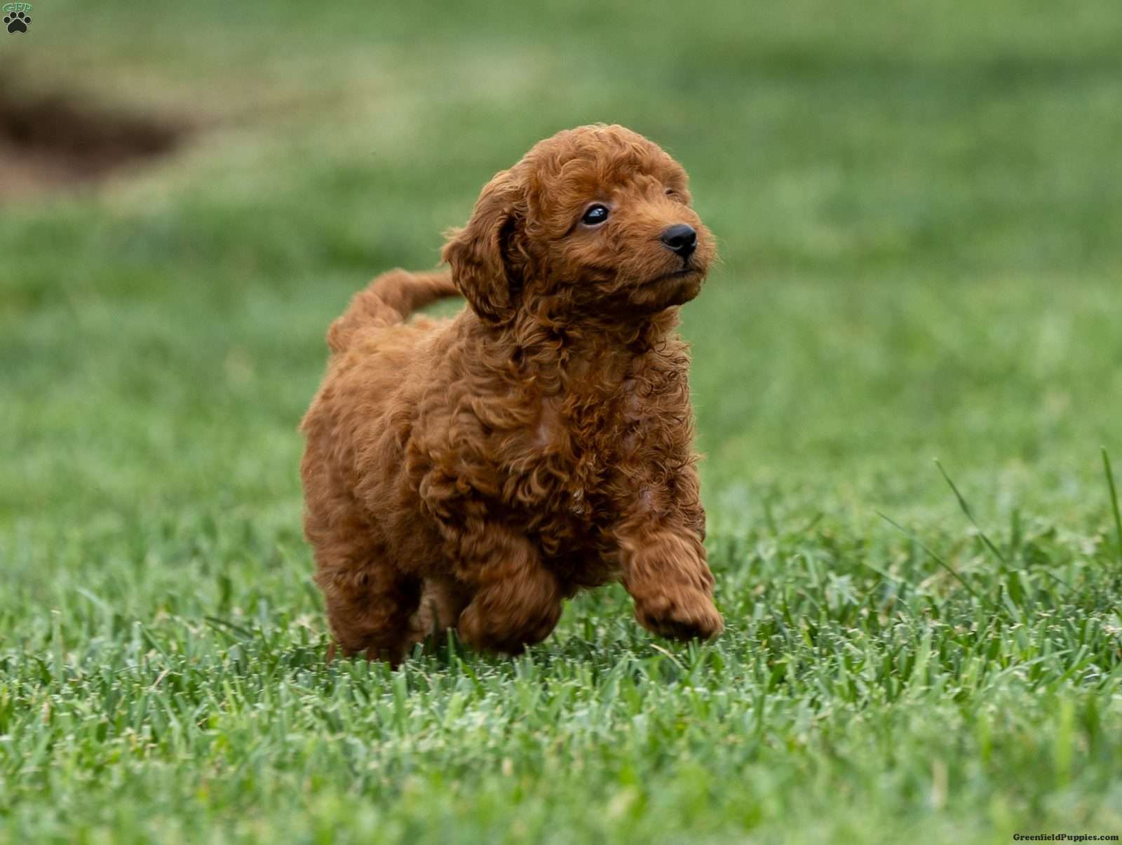 Toy Poodle Breed Info  Toy Poodle Puppies for Sale in NJ