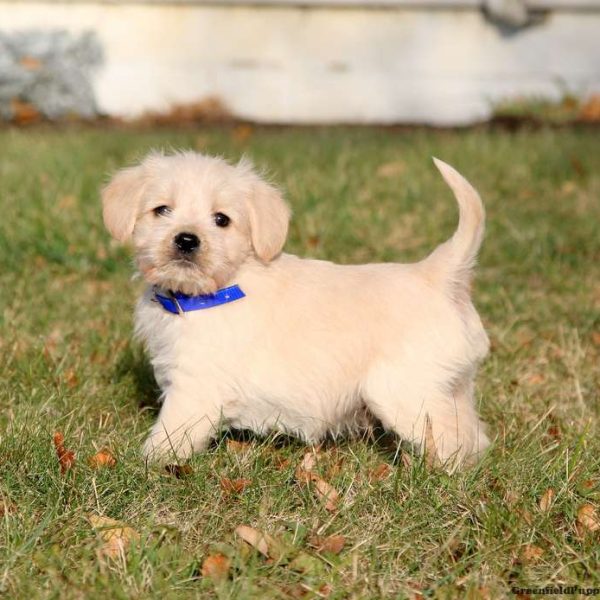 Miniature Schnauzer Mix