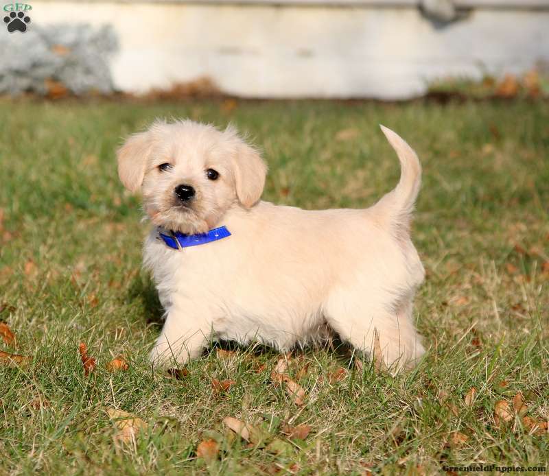 Miniature Schnauzer Mix Puppies For Sale Greenfield Puppies