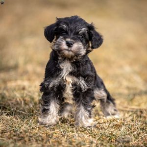 Schnauzer – Miniature